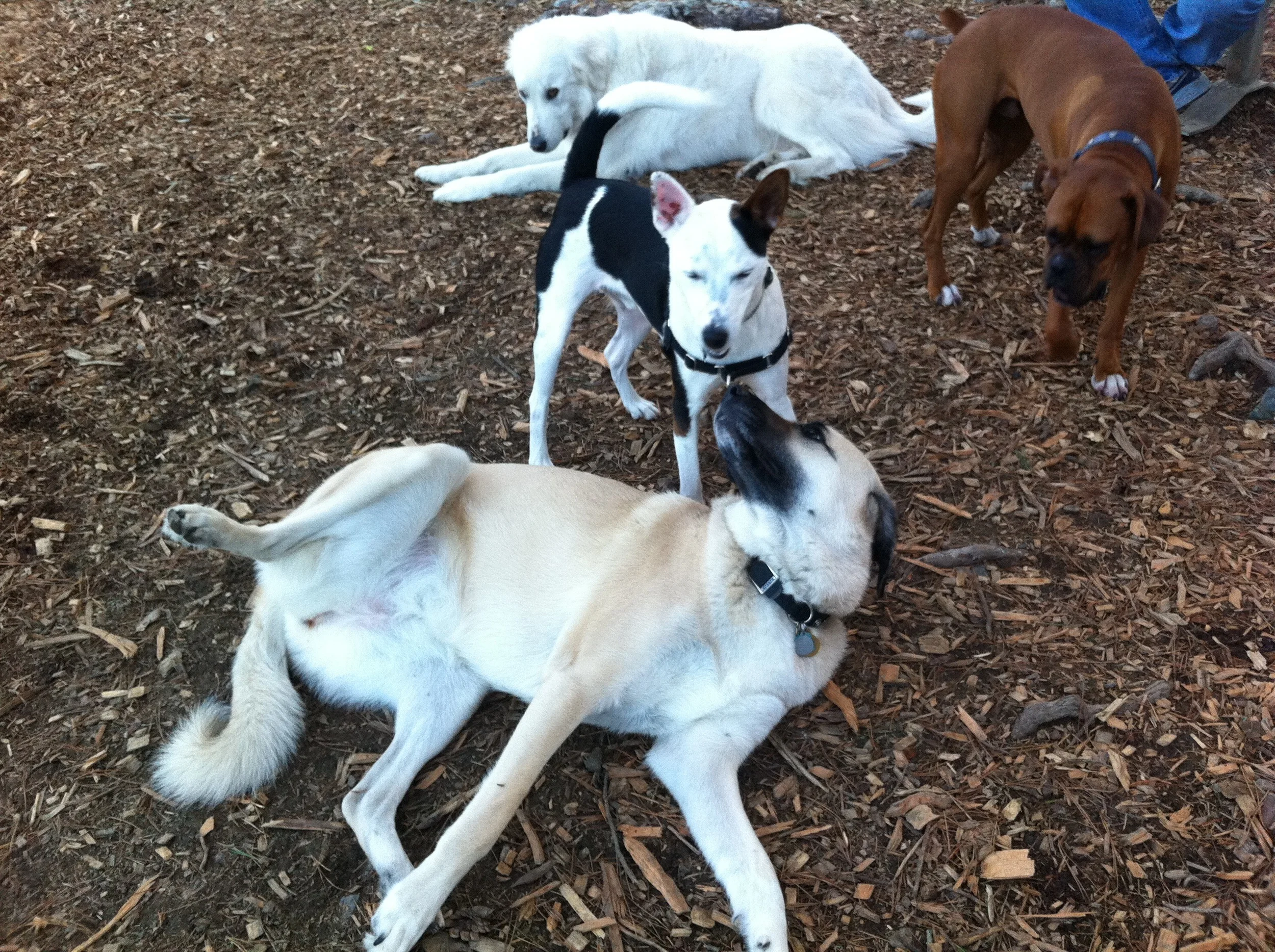 Dog Parks: Metaphors & Life Lessons