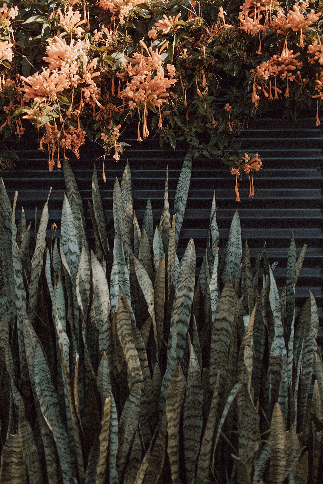 Lauren Anne Photography