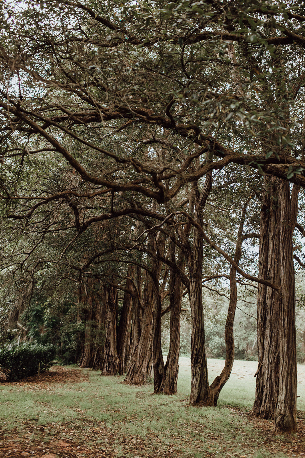 Lauren Anne Photography