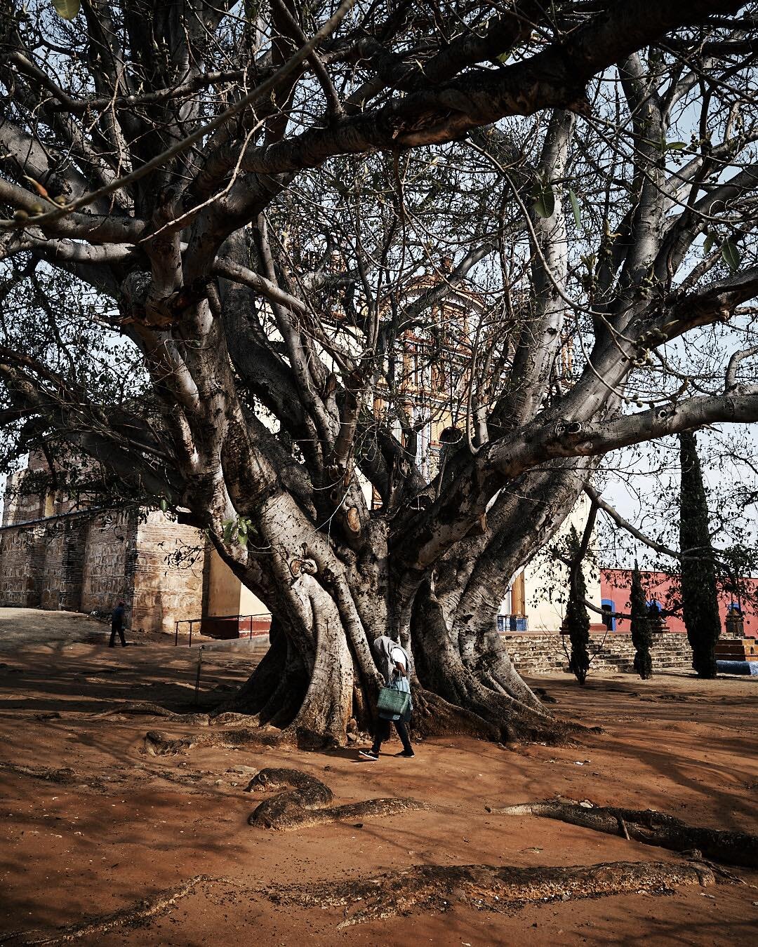 Back from the outskirts of Oaxaca on a production we had the chance to visit the oldest church in the region and I caught this elderly woman walking in front of this old tree. It makes me wonder how long she has known this tree. Does she feel blessed