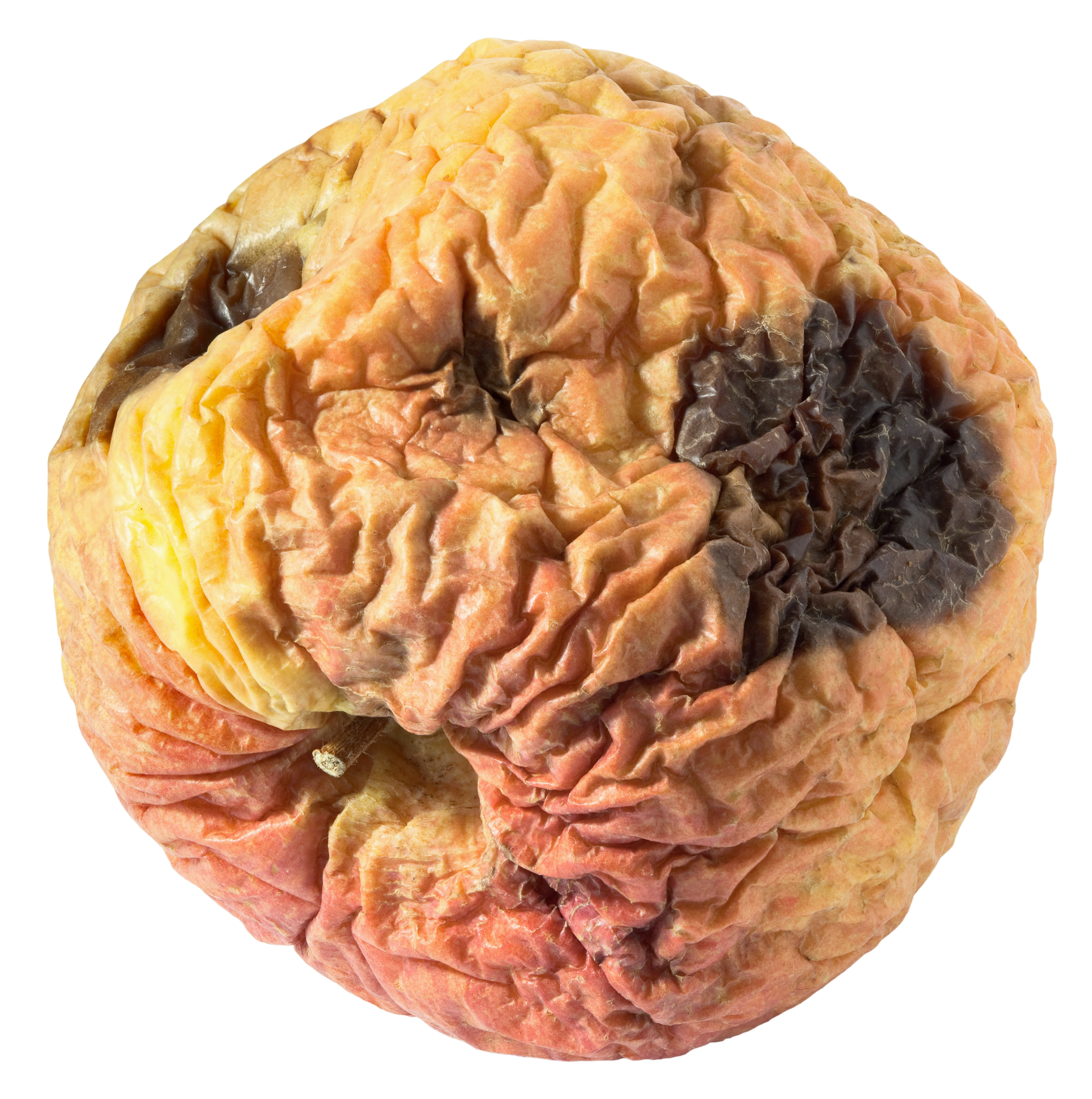 Rotten apple.jpg