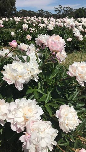 Spring Hill Peony Farm Open Days Flop House