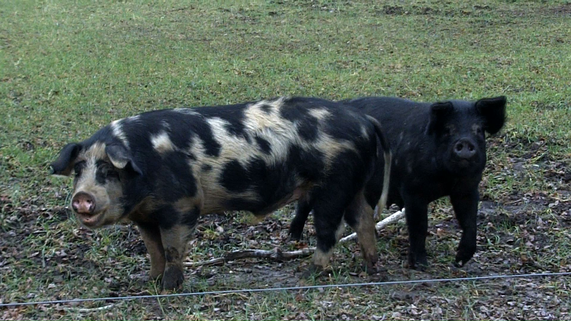pig2.jpeg