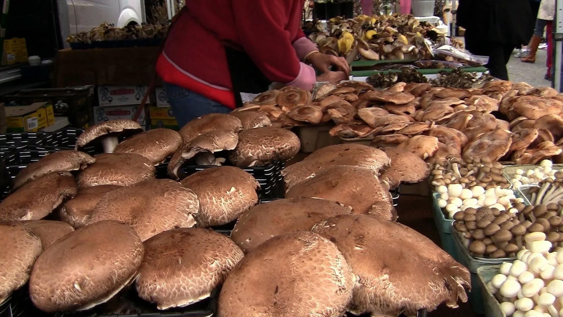 shrooms.jpeg