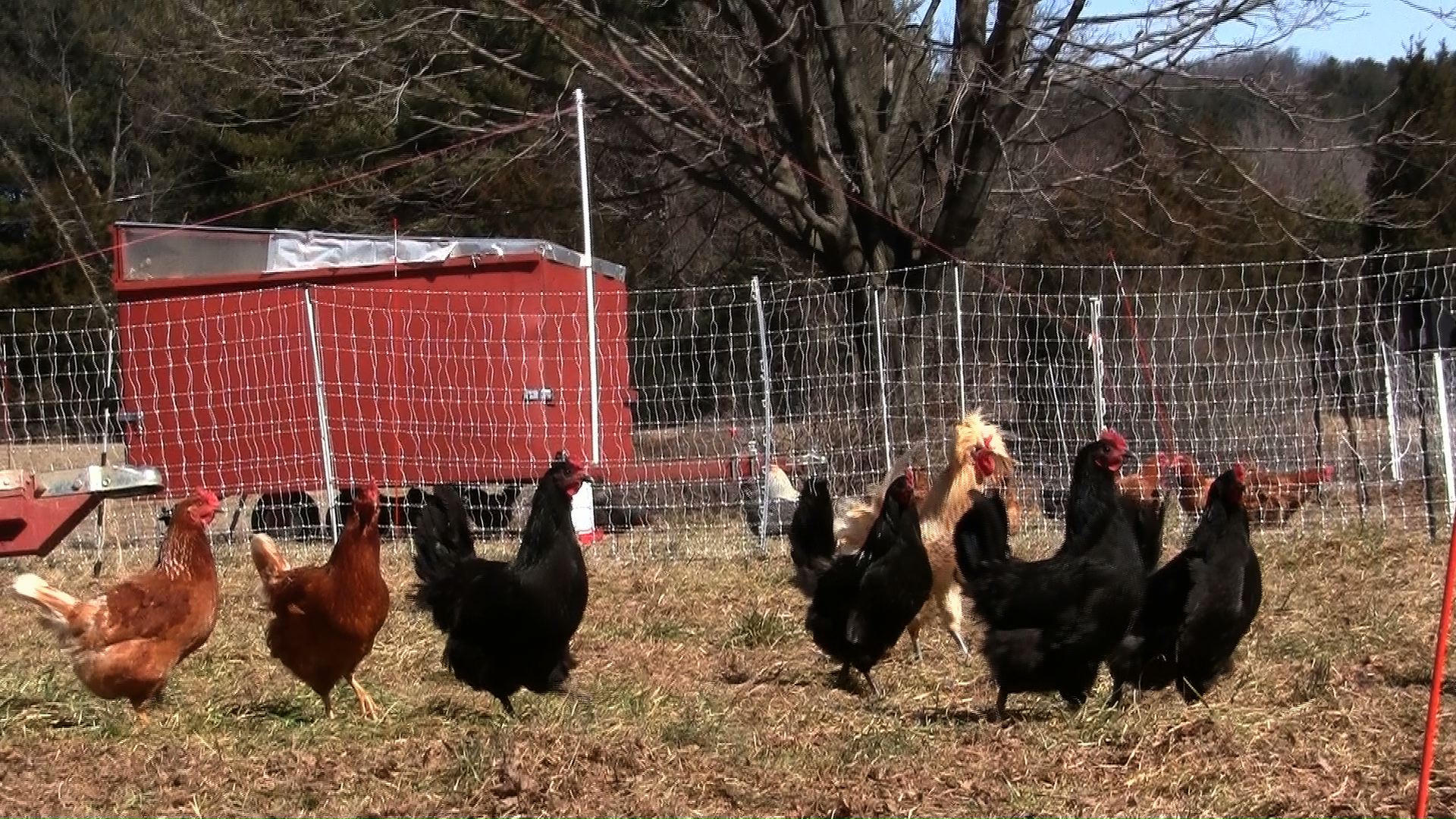 chicken.jpeg