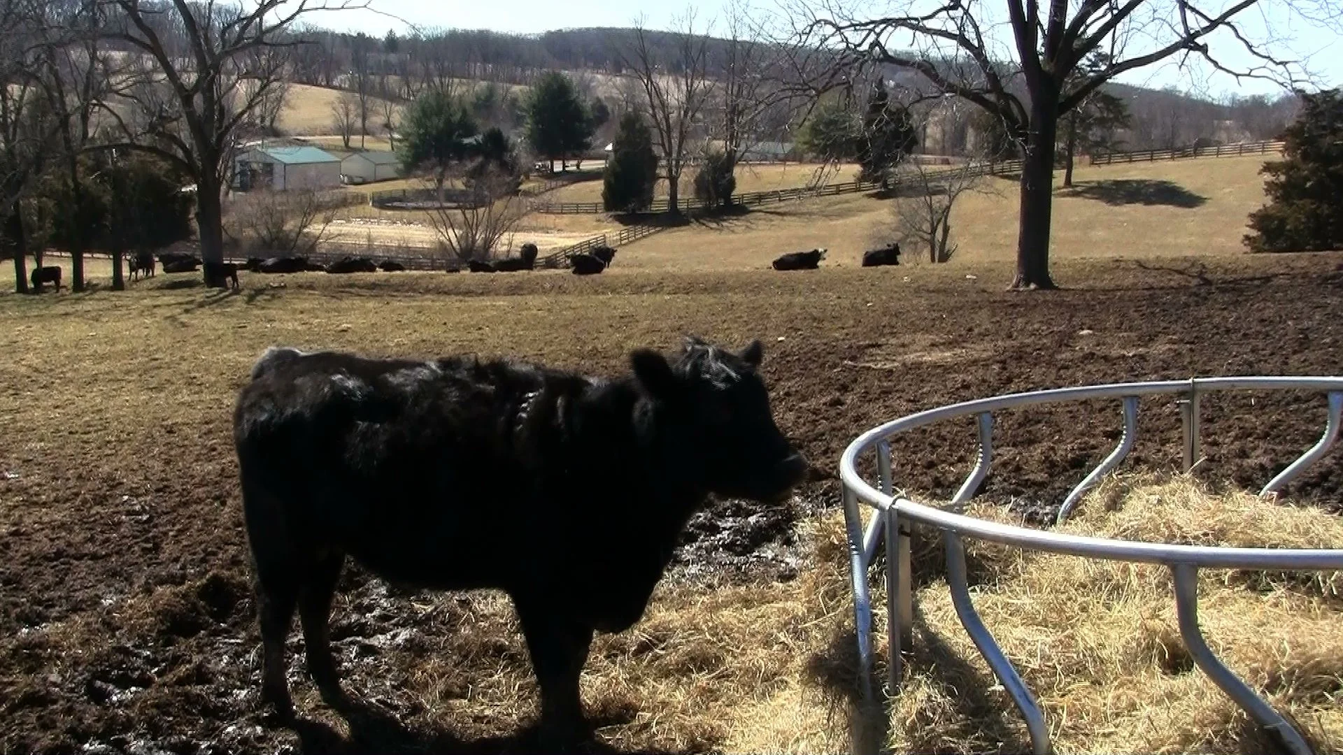 cow.jpeg