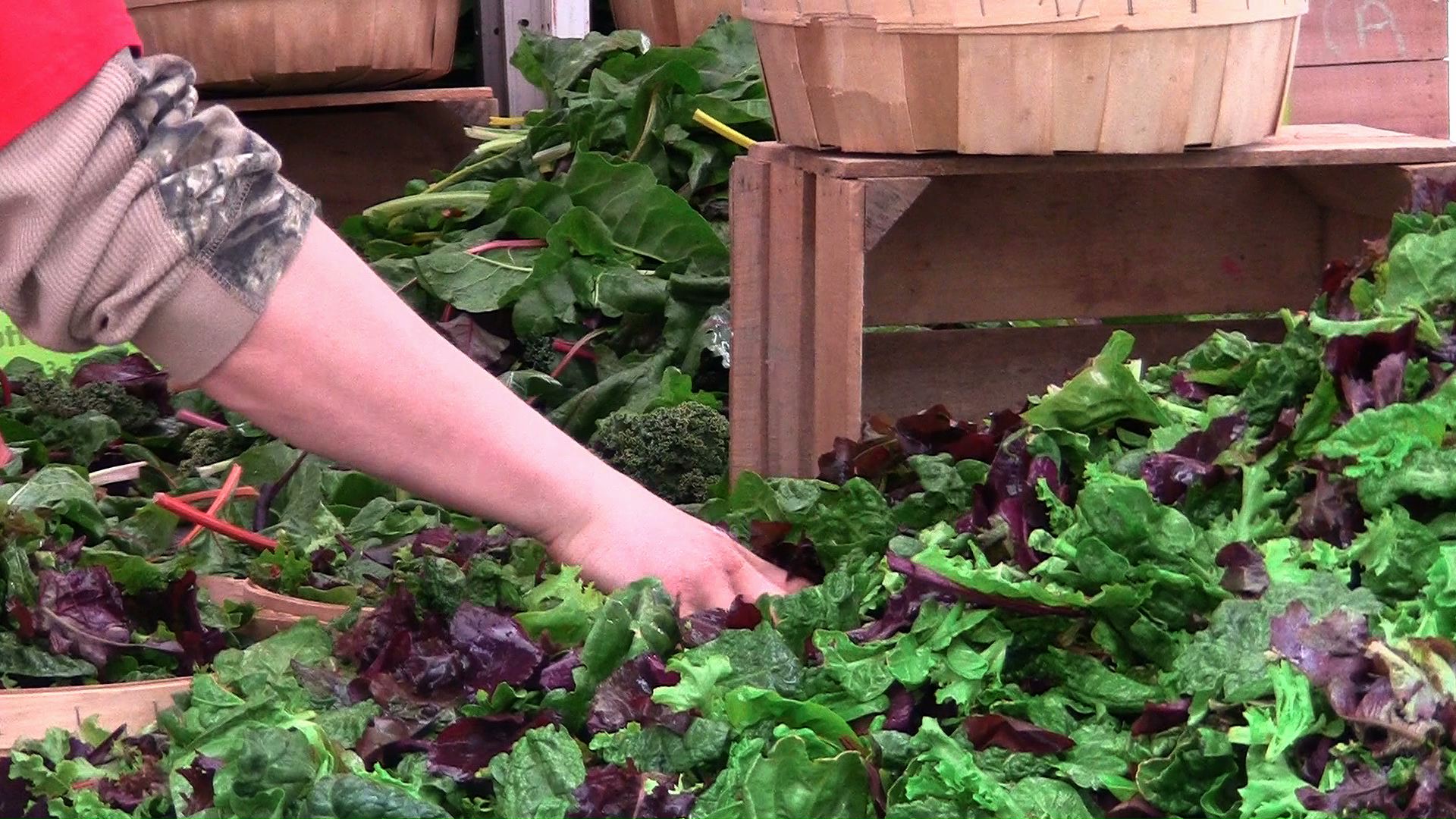 lettuce.jpeg