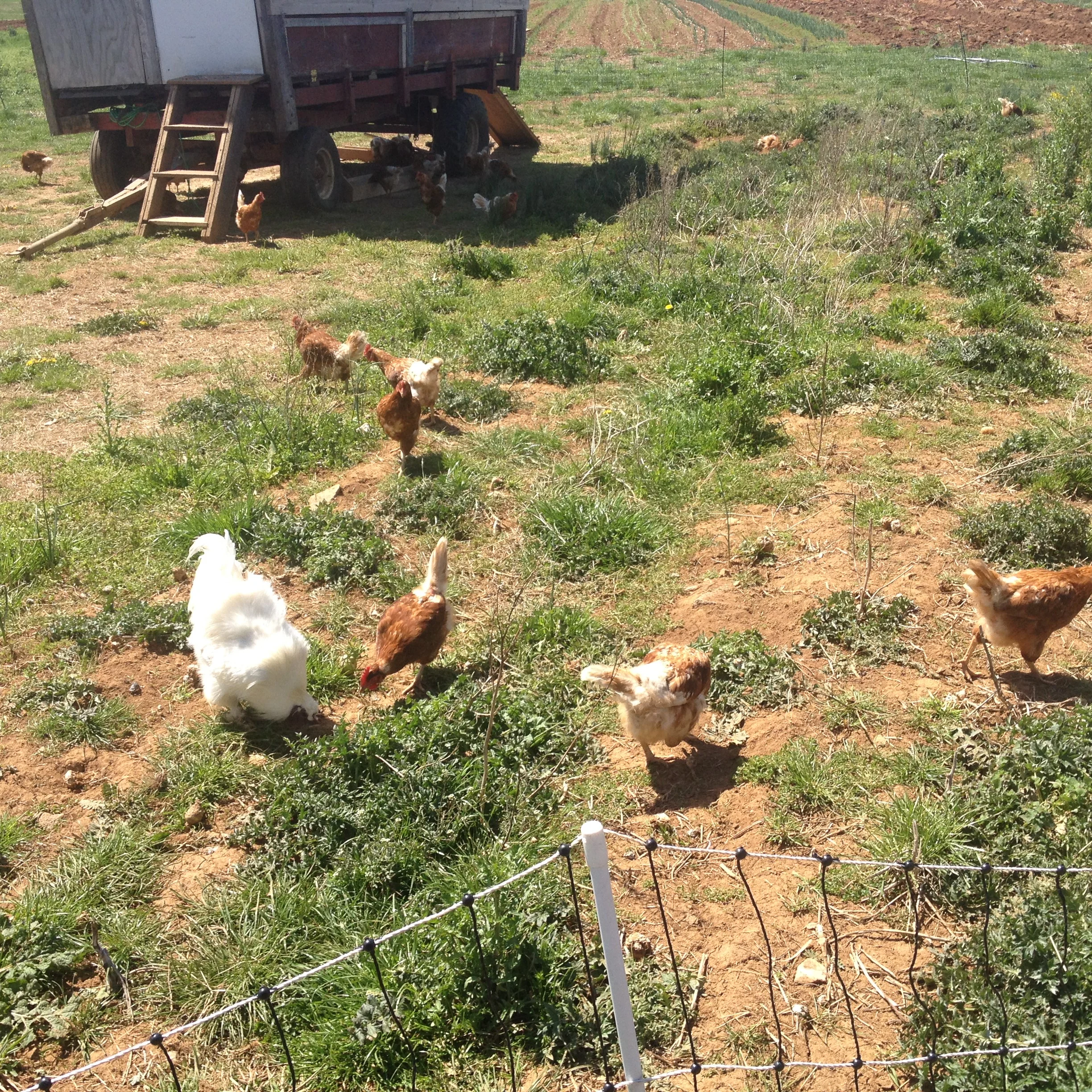   Photo Credit: Emmalee J. Aman  