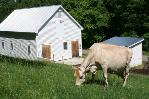 Photo Credit: American Micro-Dairies