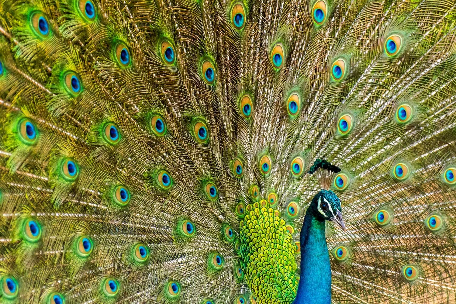 Peacock.jpeg