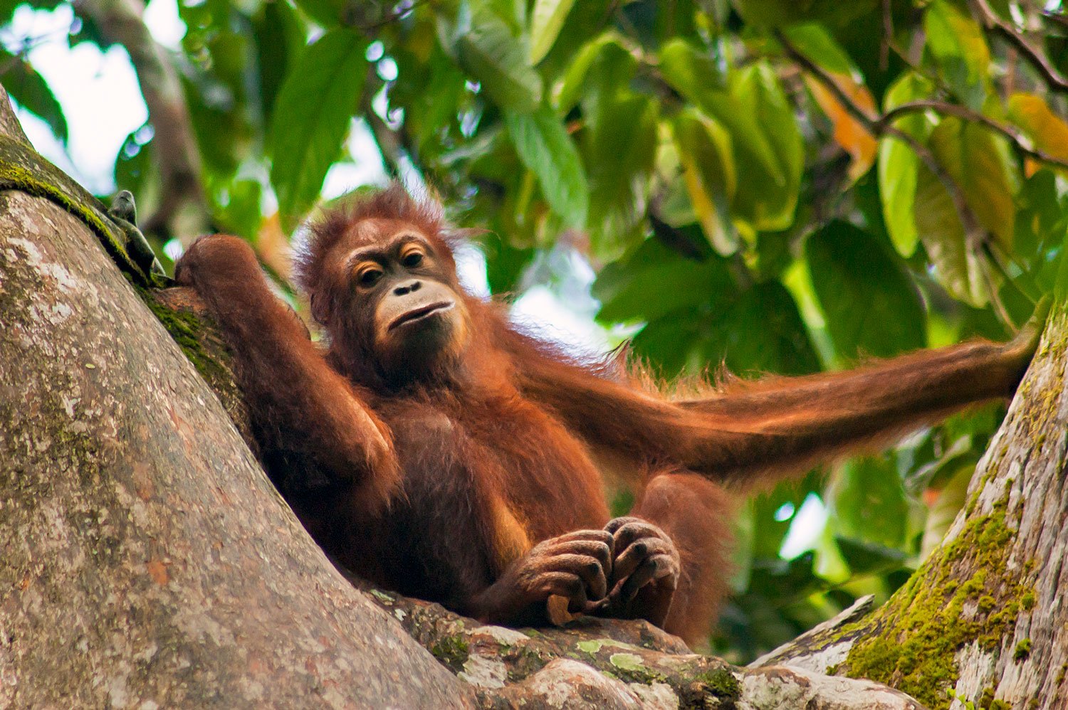 Orang.jpeg