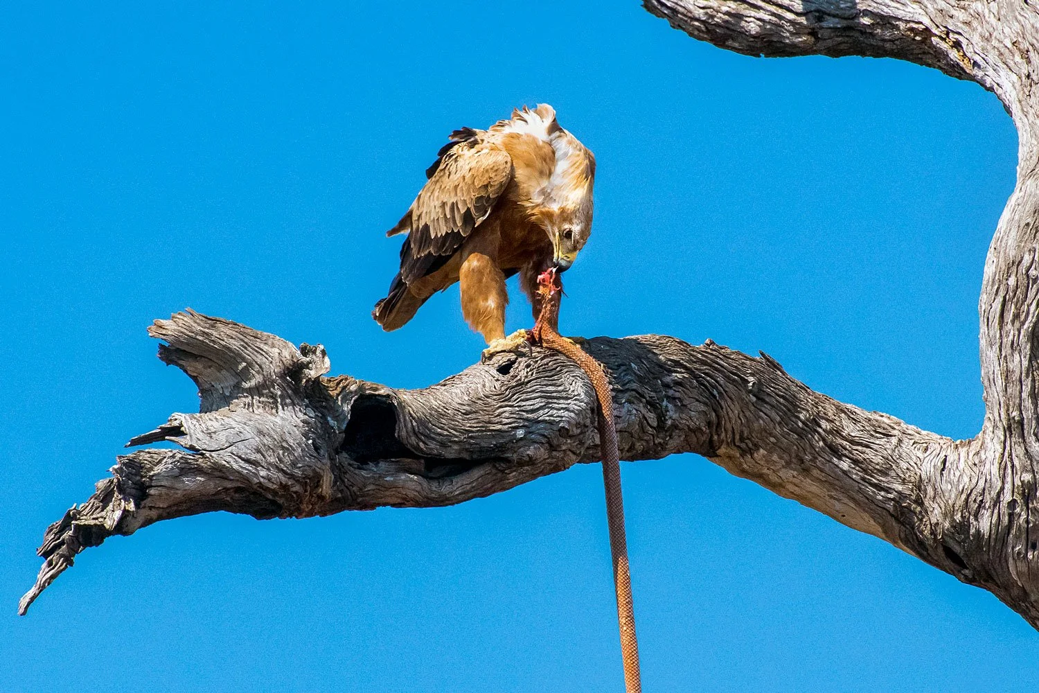 Eagle.jpeg