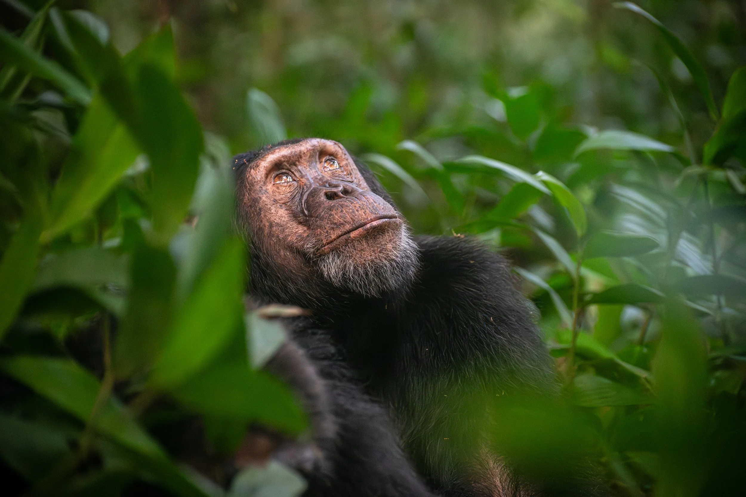 Chimp WPY.jpg