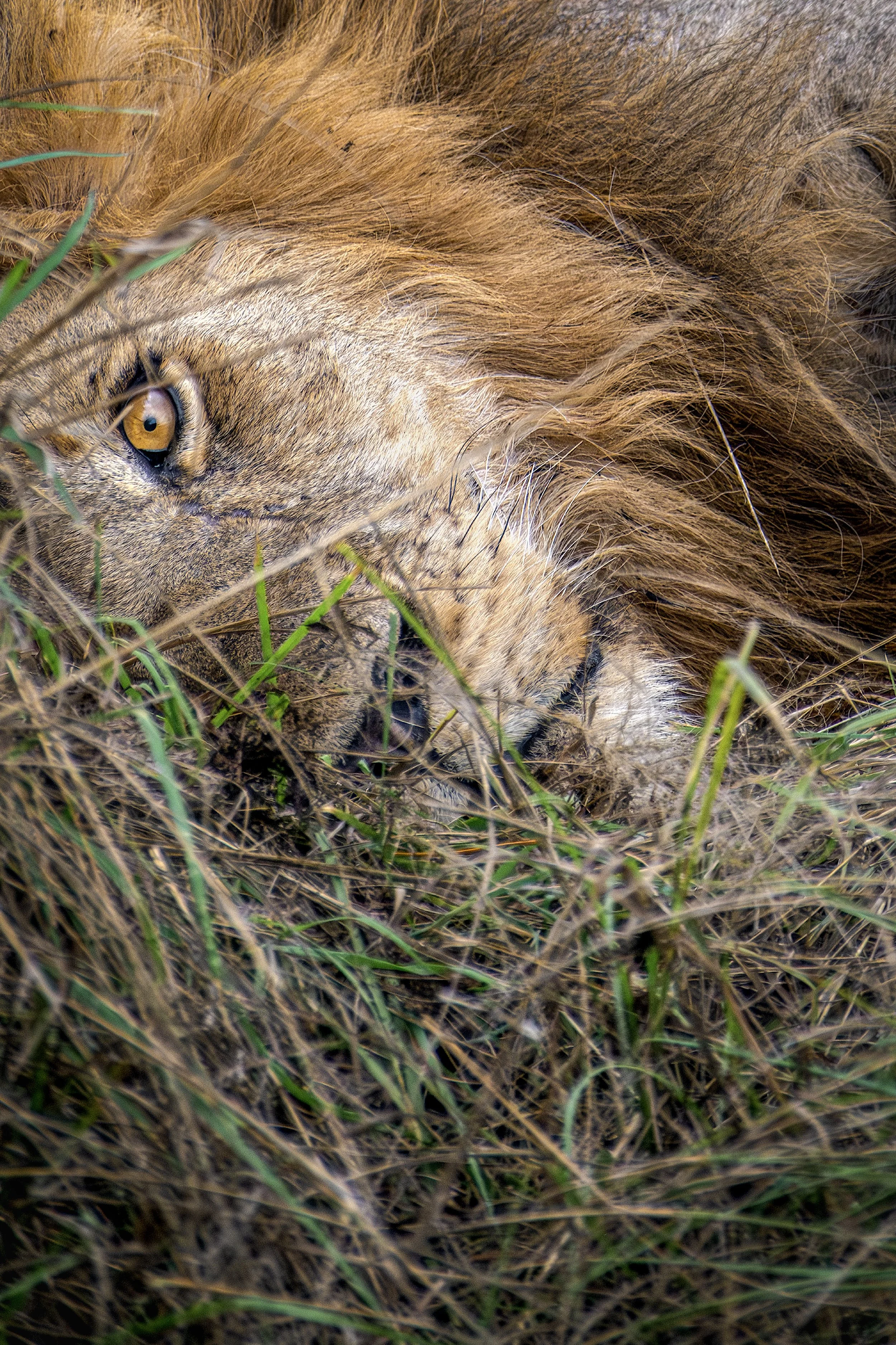 Lion Face.jpg
