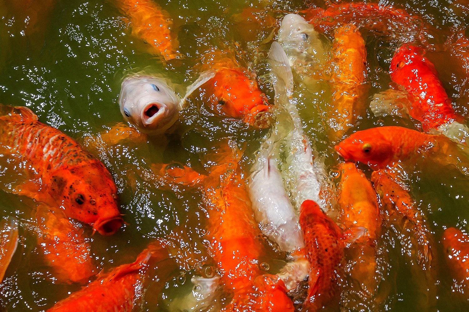 Fish.jpeg