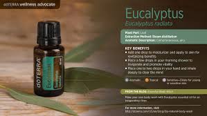 Doterra - Eucalyptus Radiata Essential Oil - 15 ml