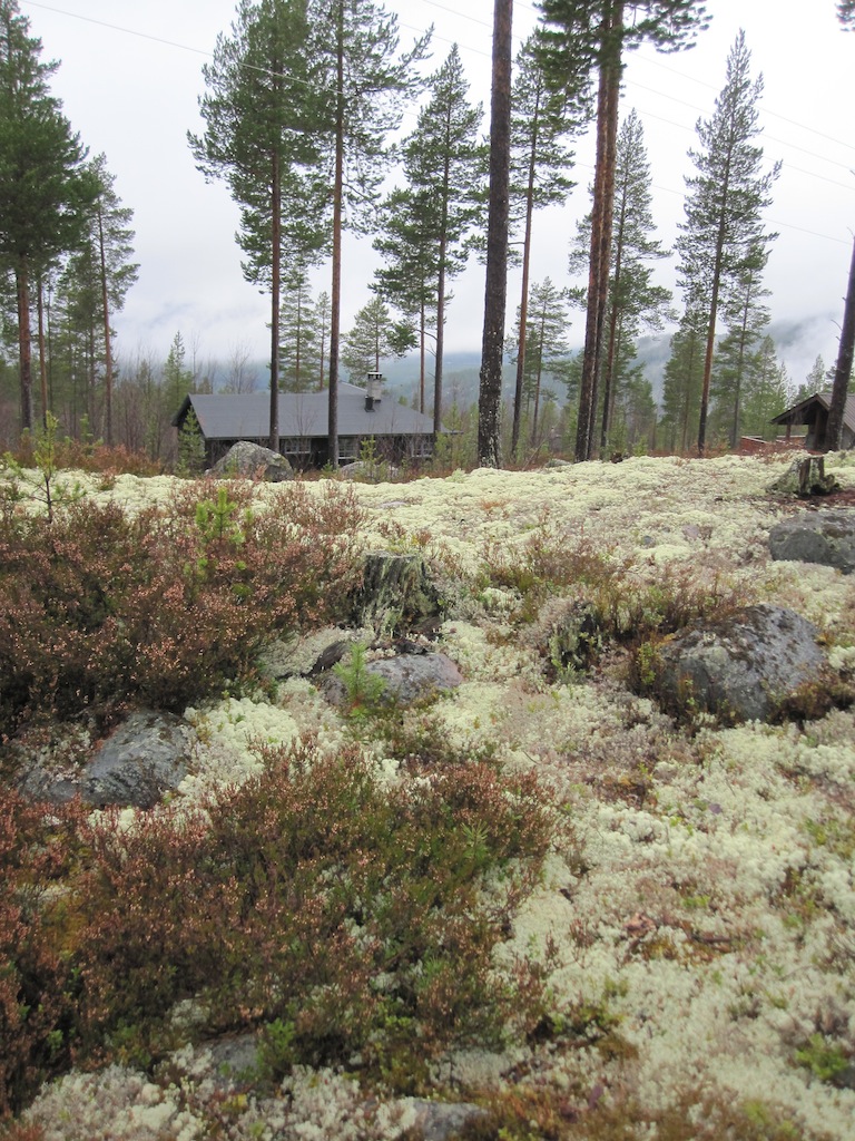 On Renåfjellet