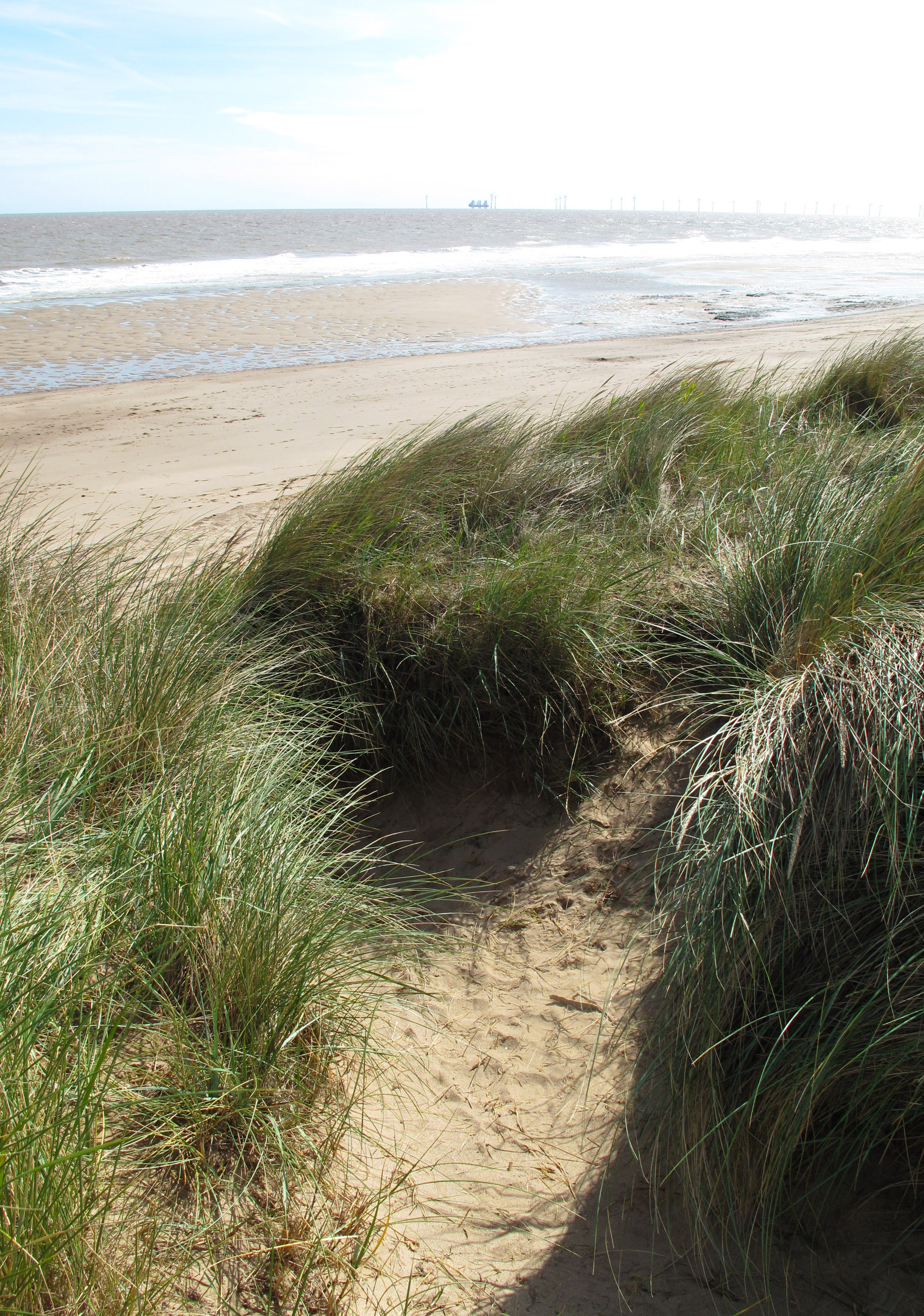 Our chosen site: a fragile dune ecosystem, isolated on a windblown seashore.