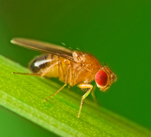 Fruit Flies are used by the CNCB to understand the brain and the way we learn