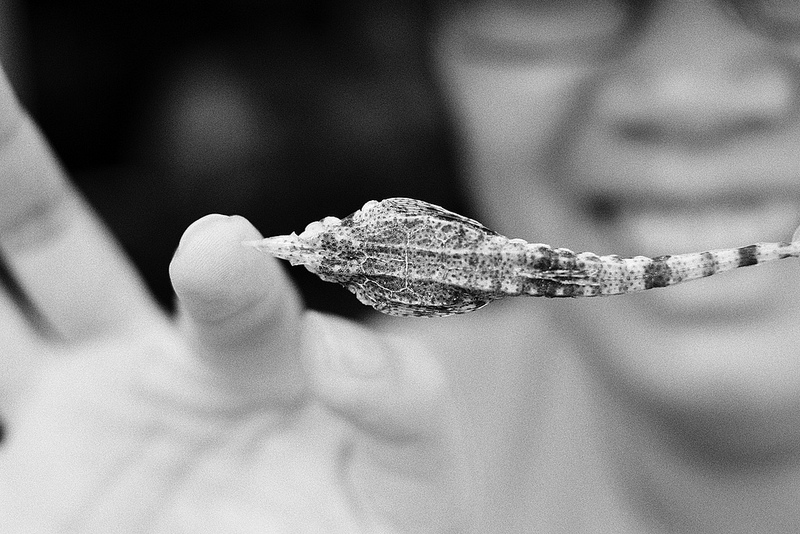 © Huy Ngo