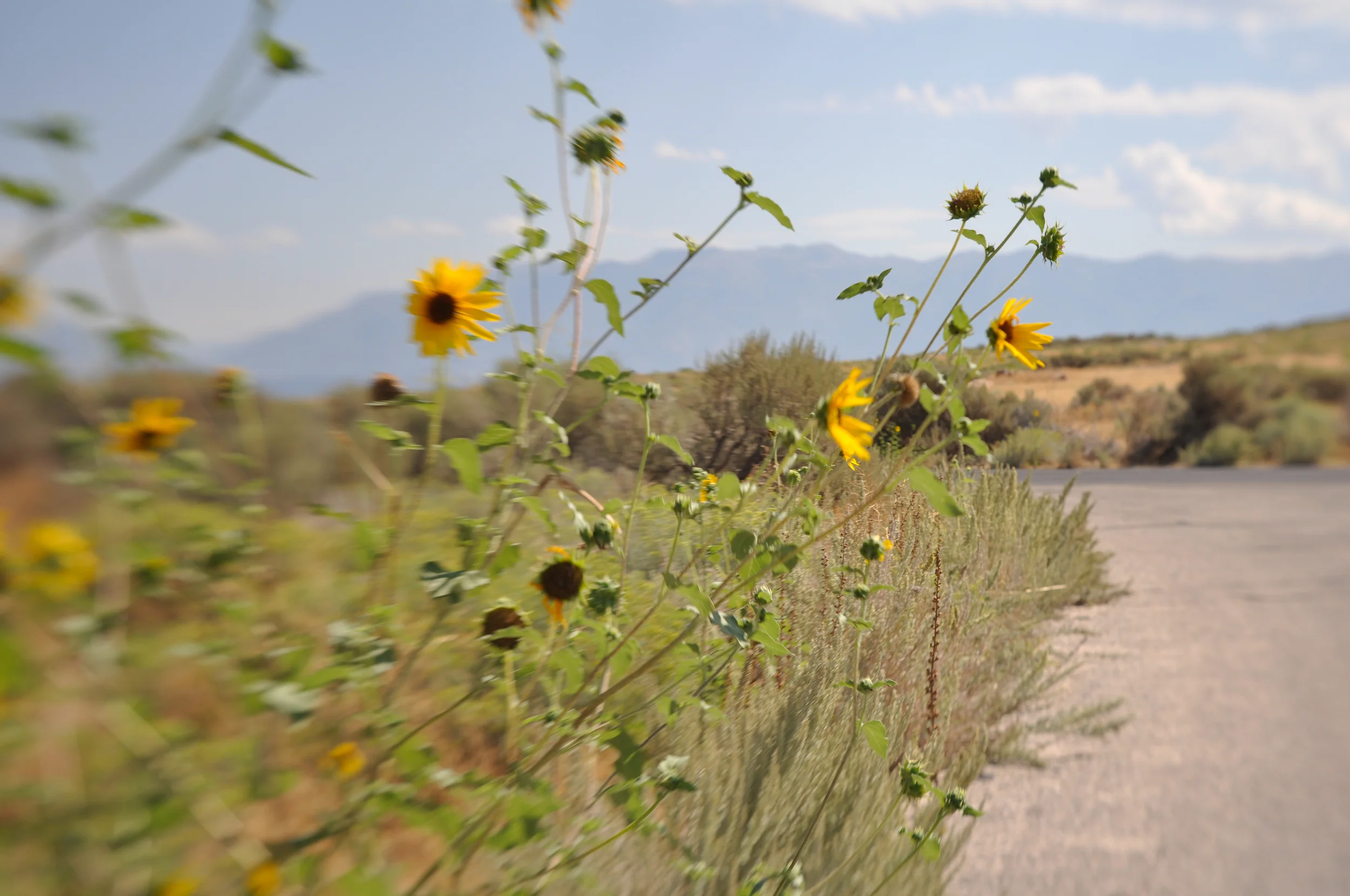 Sunflowers in Utah