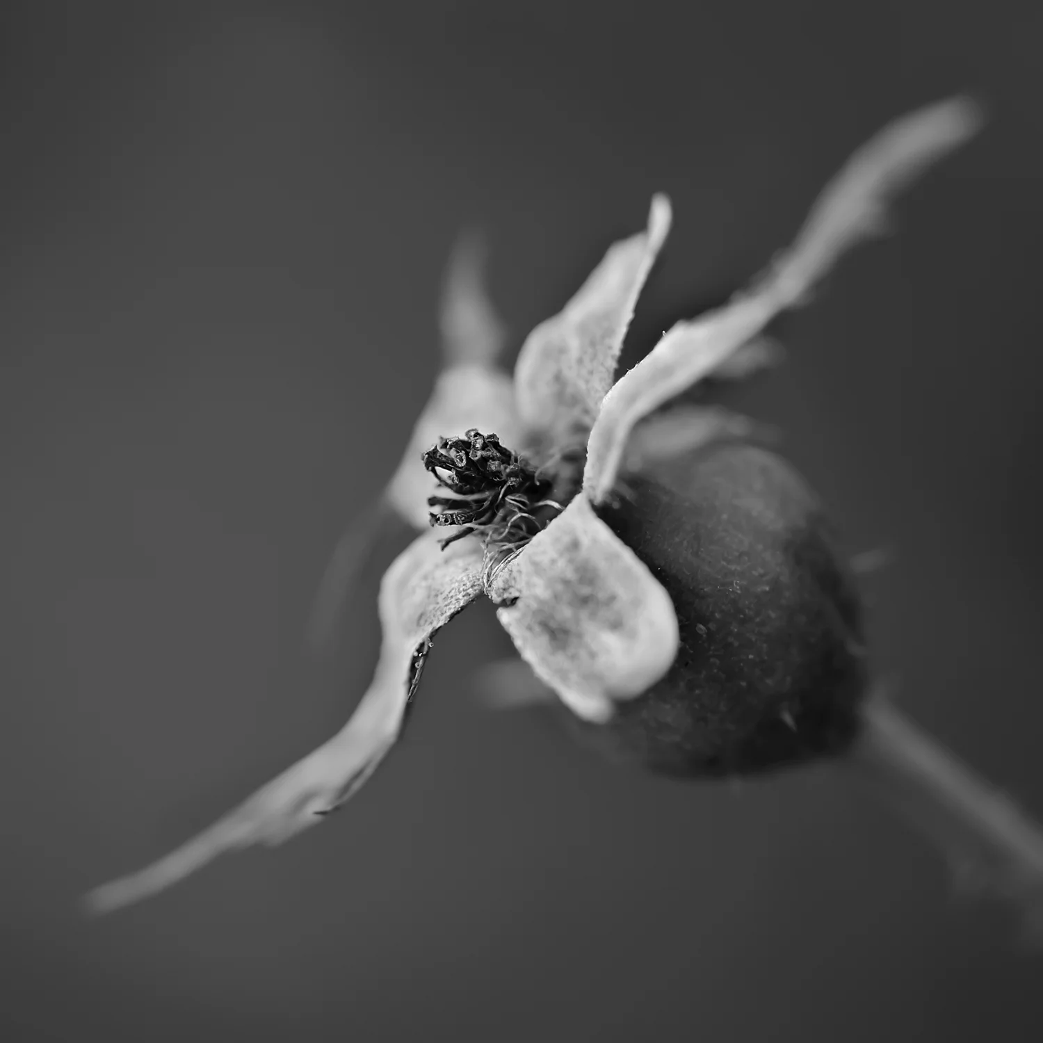 Taken with a Nikon D5100 &Nikon 105mm f/2.8 ED-IF AF-S VR Micro-Nikkor Lens.