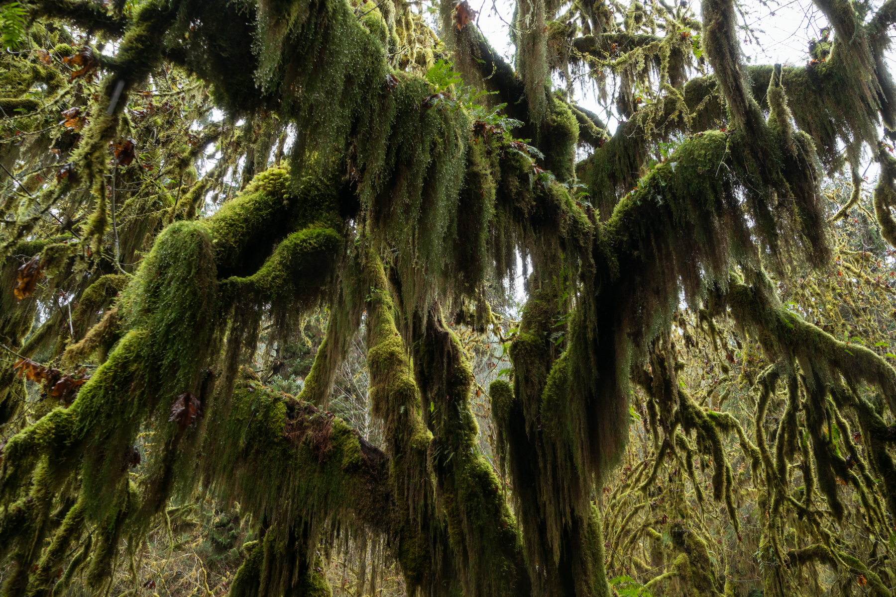 A mossy green giant in the Hoh Rainforest.