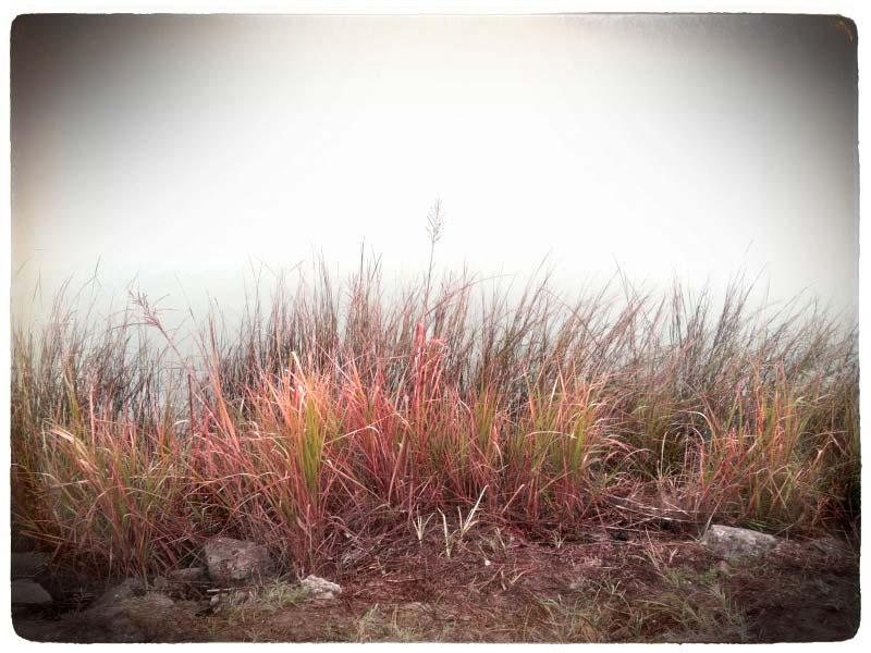 Marsh and Fog