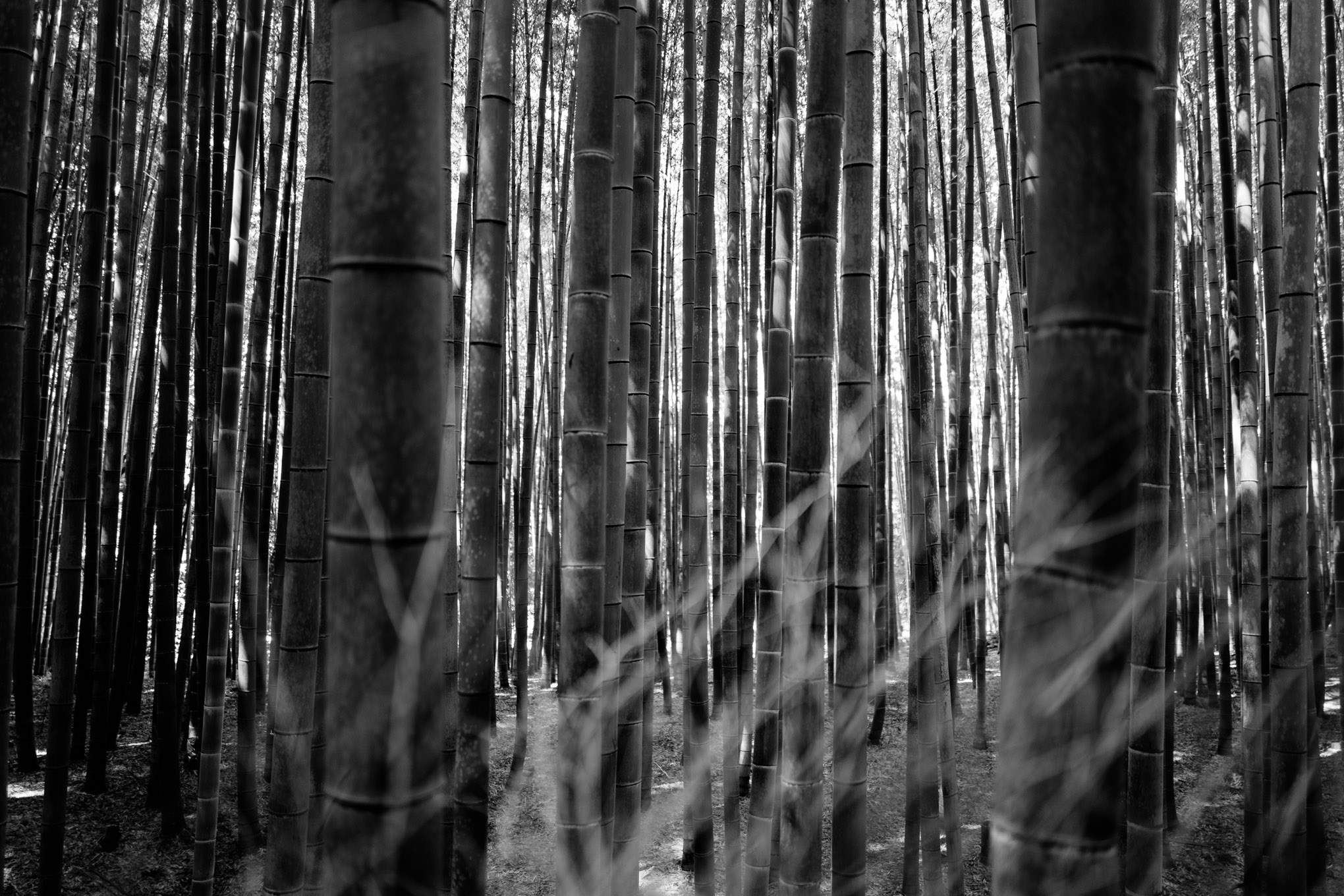 Kyoto, Japan