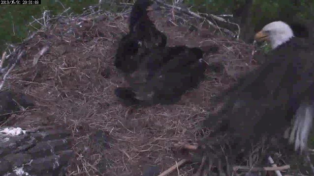 5-31-13 Raccoon 05.jpg