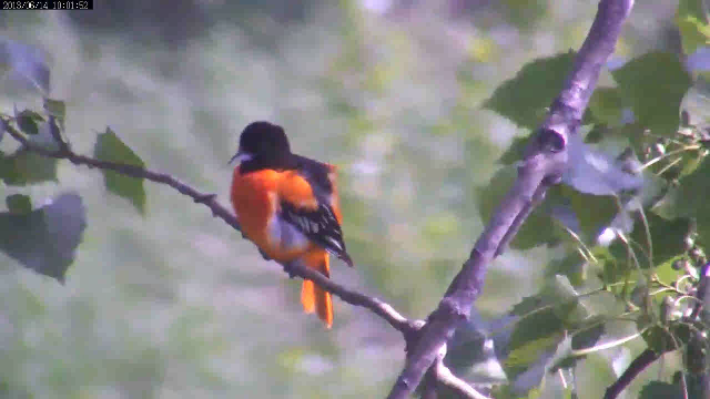 6-14-13 Use oriole.png