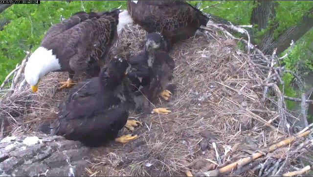 5-27-13 Look how big.png