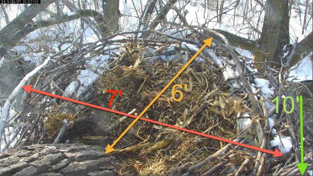 nest dimensions.jpg