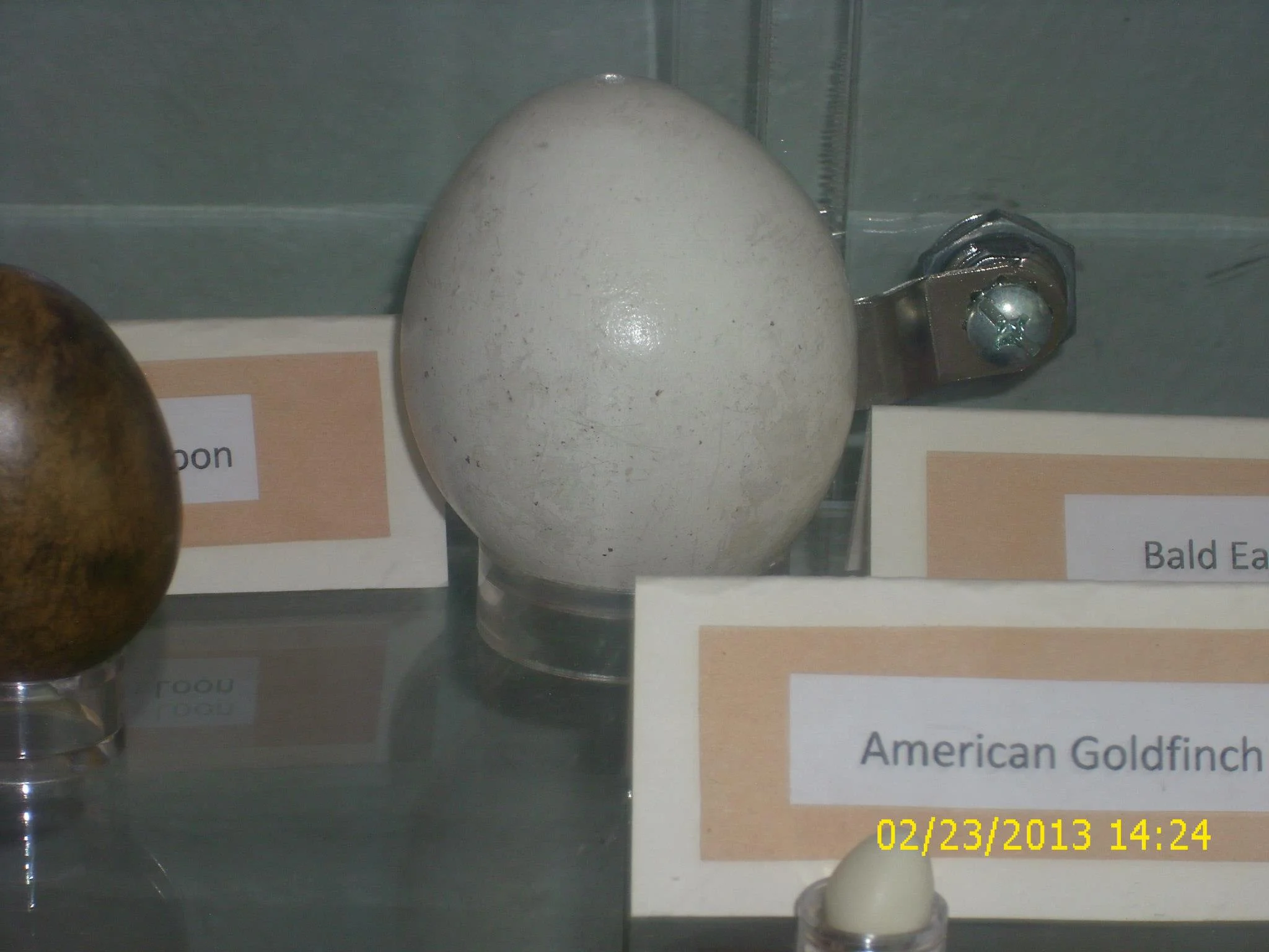 egg comp vicki.jpg