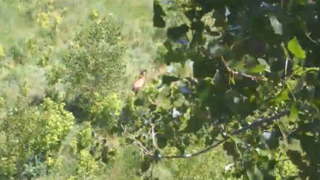 Hey Peace! Do ya think after we fledge we can have that for lunch???