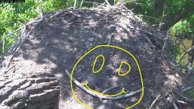 Smile! They will be fledging soon and you can get your housework done!