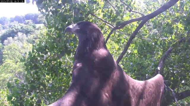 I am King of the nest!