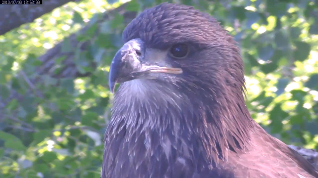 Ok, Just picture me with white head feathers and a yellow beak.....