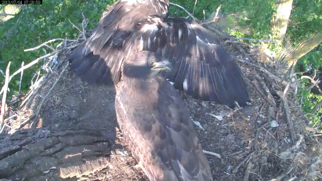 Let's see. Maybe a hip check and some high winging would work?