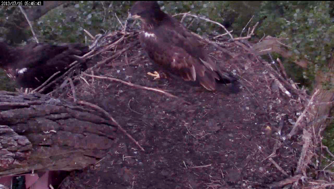 Now you know why Dad put the rails on the nest!