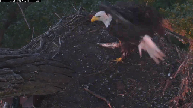 OK! Can I get out of here with my talons intact??