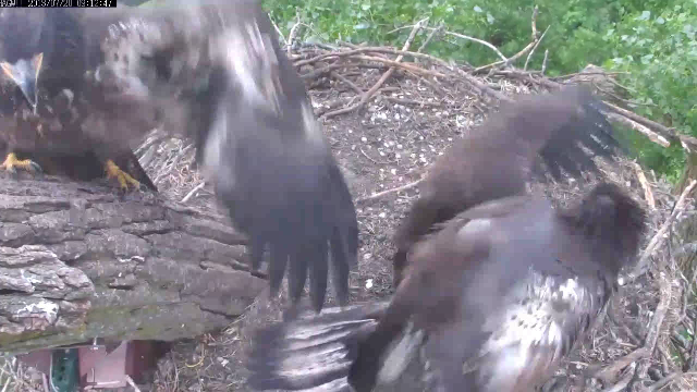 Hey! Watch where you're flapping that thing!!