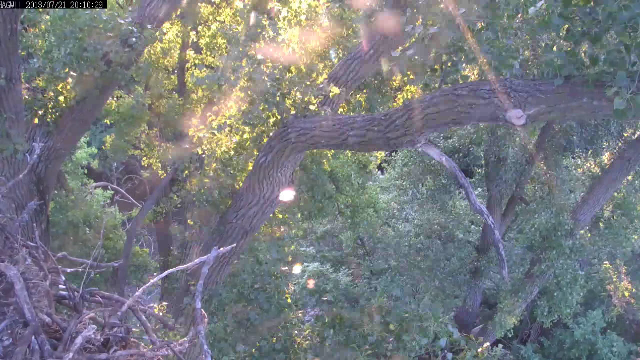 Kirby came to visit just before sunset with mypete looking over his shoulder.