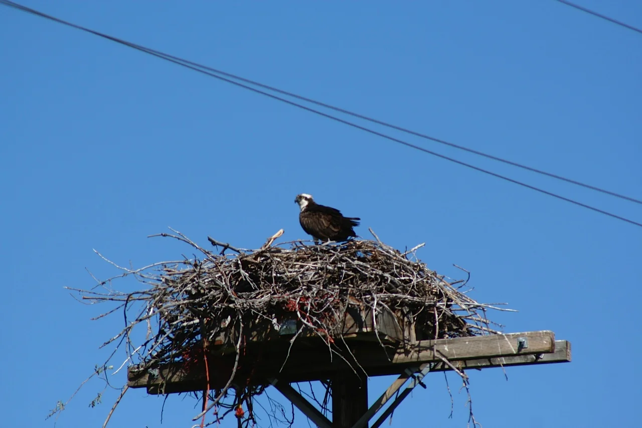 osprey tetons.jpg