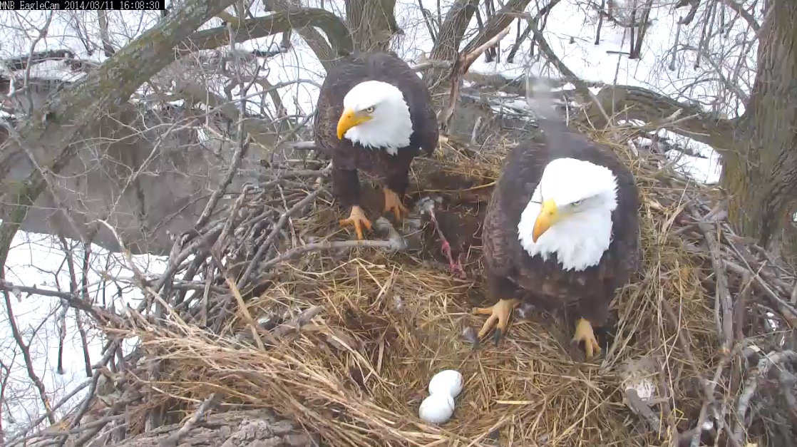 Hawks!! Well, honey, there goes the neighborhood!