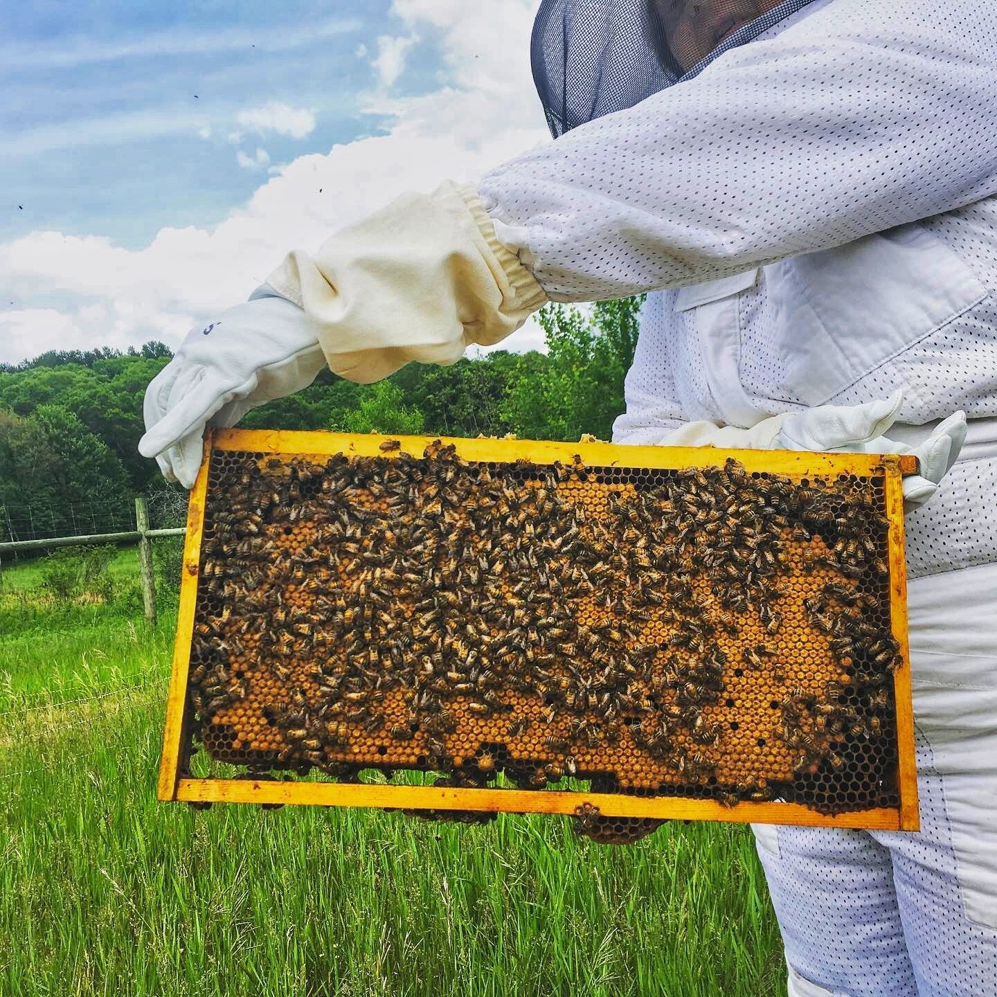 NEW PODCAST &middot; Kristy Allen, owner/founder of @thebeezkneezllc joins our show with @lauraschara to talk about managing 150 beehives, how to support healthy beehive populations, and tips on getting started beekeeping 🐝

🔻 Presented by @minneso