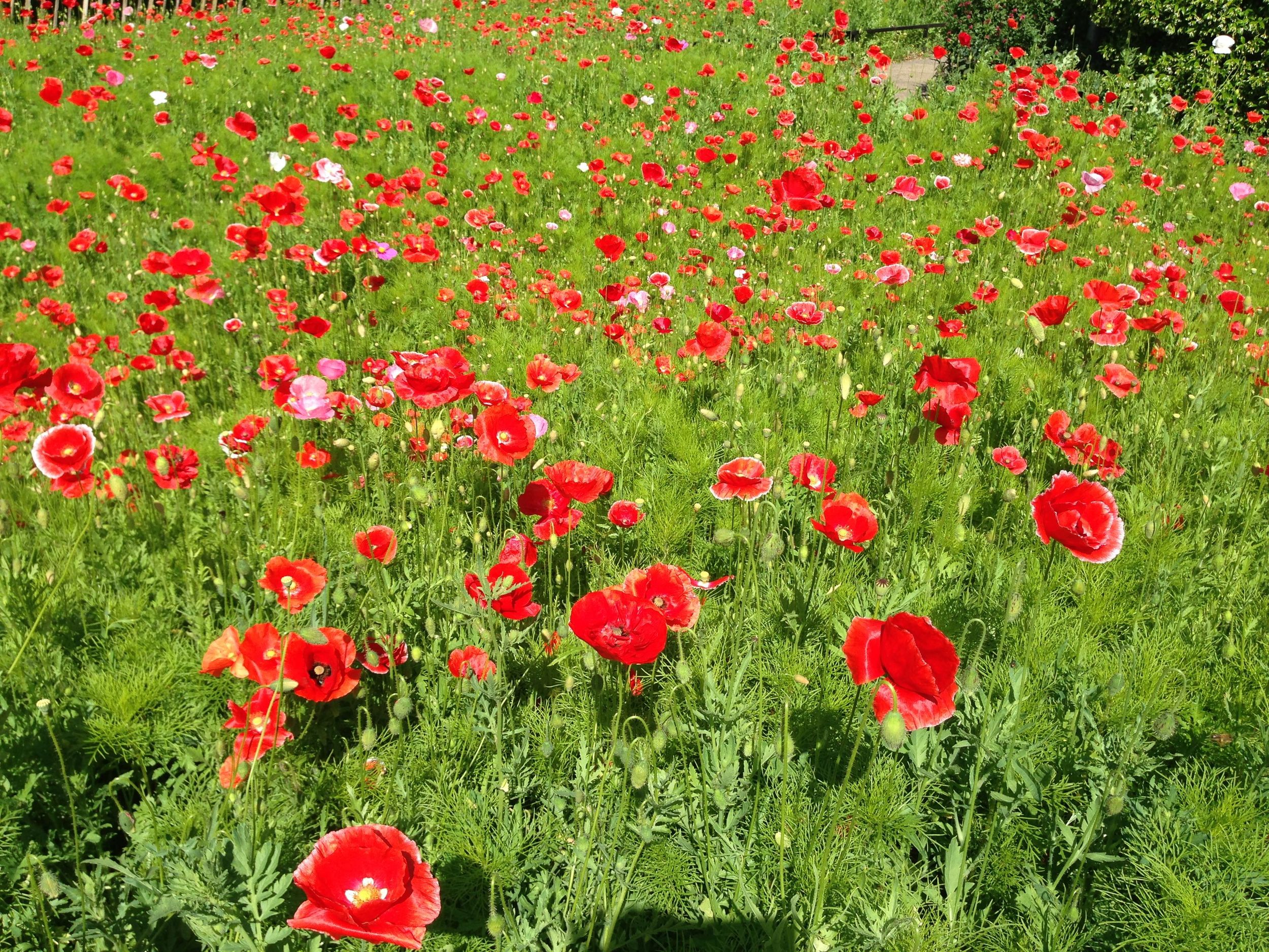 Poppies in the wildflower meadow corner of the Imperial War Museum Park (pka "Bedlam") across from our house