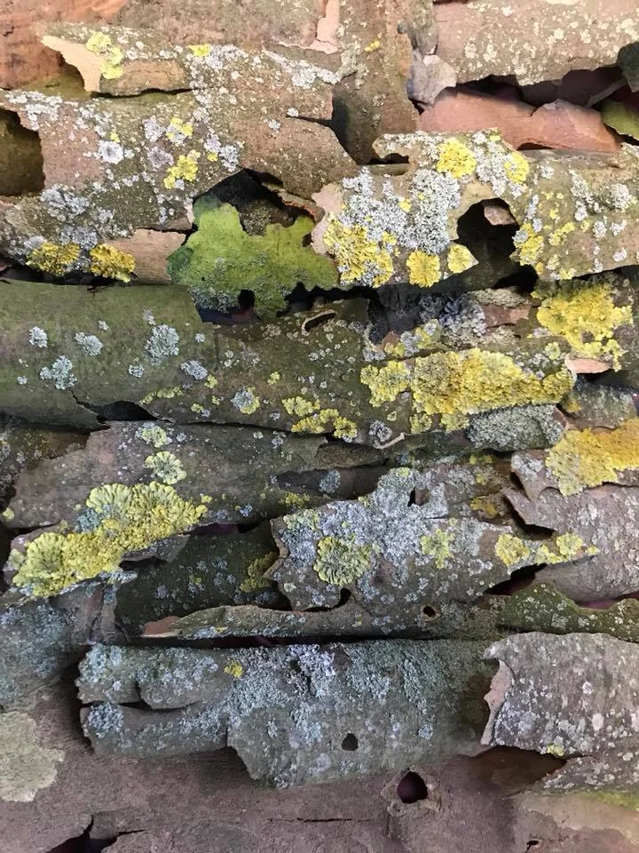 The London Plane Trees cast off their bark. One day it came clunking down on the roof of the car. We collected it up and were struck by nature’s camouflage effect. Back in the studio we made a mosaic of our haul, photographed it and had Hatley Print transfer the image onto silk with which to line our Jeep Jackets.