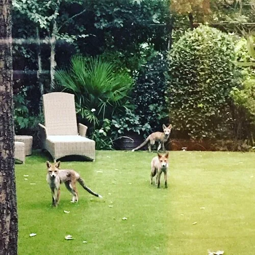  A triptych of foxiness 