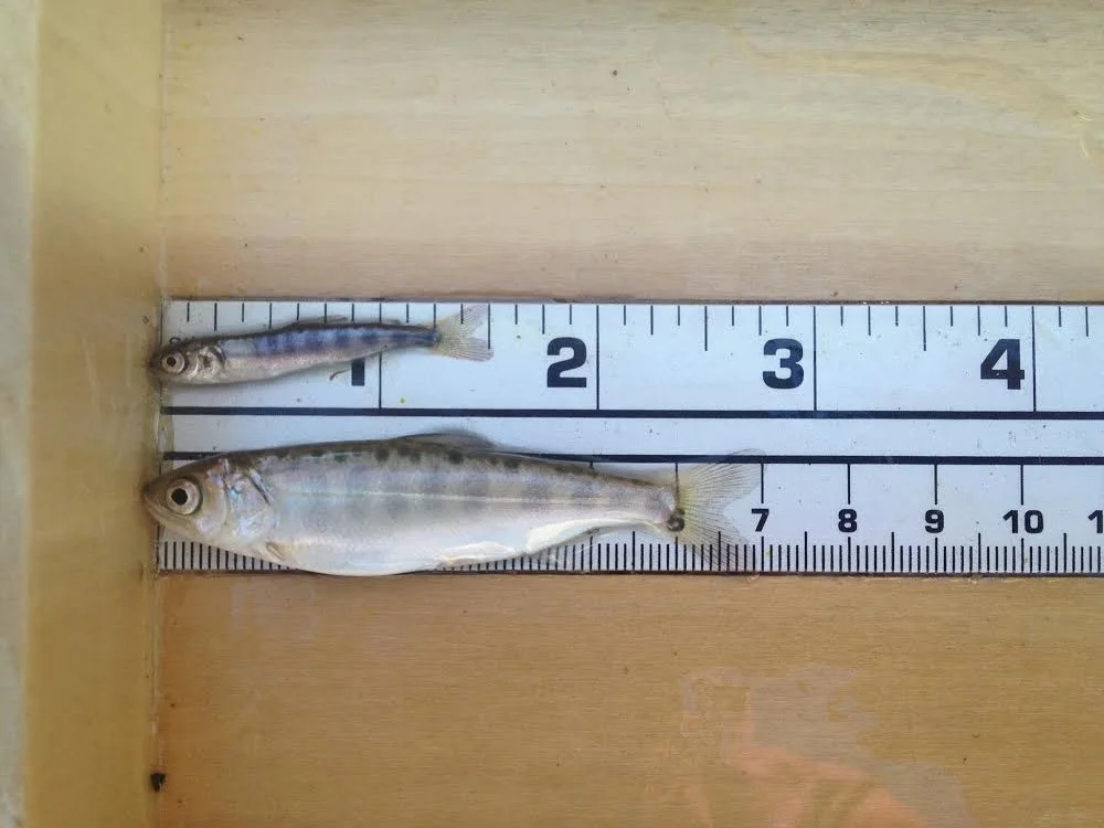 (T): Feather River Juvenile Chinook salmon (B): Nigiri Project Juvenile Chinook salmon